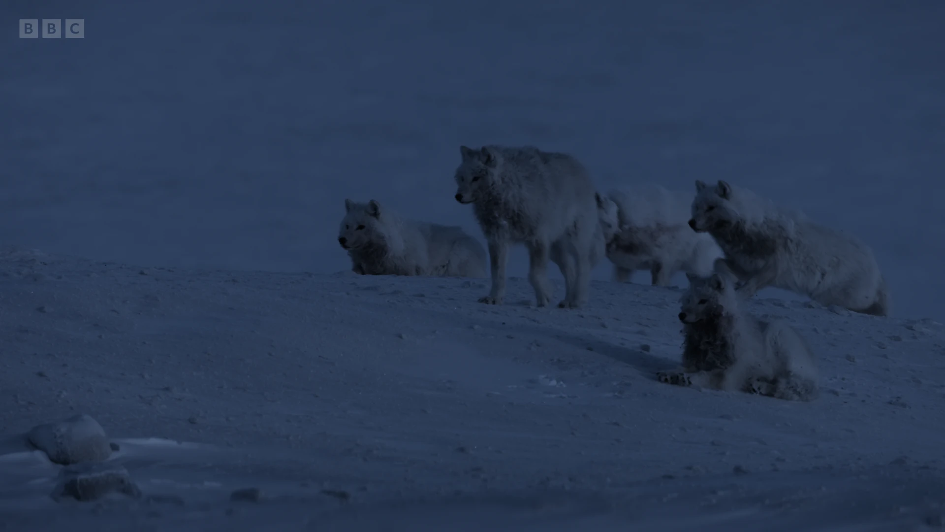 Arctic wolf (Canis lupus arctos) as shown in A Perfect Planet - The Sun